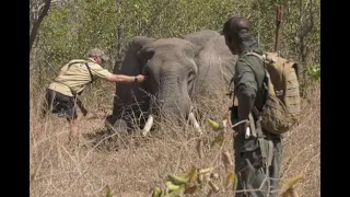 This Is Africa S4 Ep13: Big Bully - A Dangerous Elephant