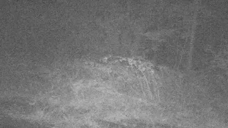 Chased By Mystery Animal Caught On Trail Cam