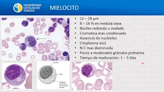 HG: Generalidades de leucocitos