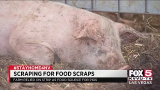 Farm scraping by to feed 4,000 pigs without Las Vegas Strip leftovers