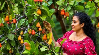 Traditional Cashew Apple & Nut Recipes 🍎 Delicious Fruit Dishes from Sri Lanka (Village Food)