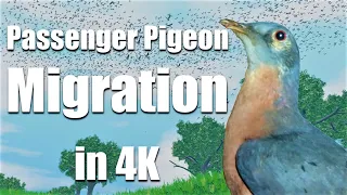 Passenger Pigeon Flock Migration Reconstruction Animation in 4k!