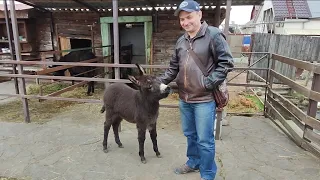 12.03.2024г. Темрюк. "Планета осликов"-мир детства и любви! Хочу ослика 😃! Более 5000 экспонатов!!!