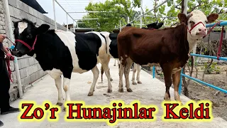 Hunajinlar Guzallari Keldi 1☎️90-563-41-81 Dastafka Hizmati bor. QORA OLA VA Simmental