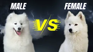 Funny Differences Between Male And Female Samoyed