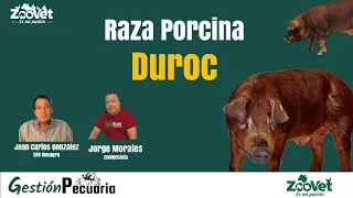 La raza porcina Duroc