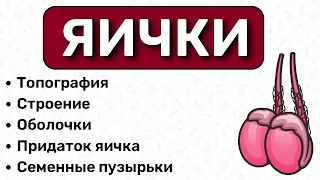 Анатомия яичка: мужская половая система анатомия, строение яичка, семенной канатик