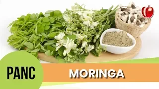 Moringa Oleifera| Conhecendo as PANC | VP Nutrição Funcional