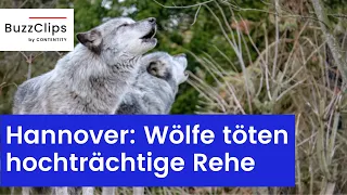 Hannover: Wölfe töten hochträchtige Rehe