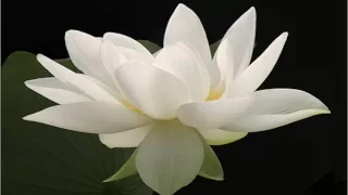 White Tara Mantra (108 Repetitions)