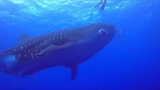 Buceo en Azores (Santa María) (diving)