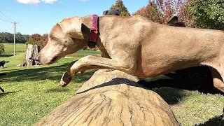 Dogs leaping in slow mo over the log