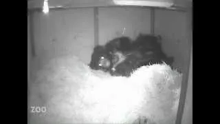 Sloth Bear Cubs Nurse Behind The Scenes