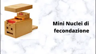 Apidea e mininuclei di fecondazione