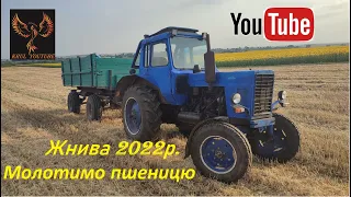 Жнива 2022 молотимо пшеницю  (Massey Ferguson 240 & МТЗ-80)