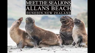 Playful Sea Lions in Allans Beach, Dunedin - New Zealand