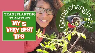 Everything you need to know about TRANSPLANTING TOMATOES