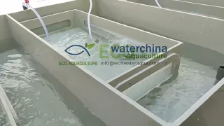 How to hatchery fish egg?