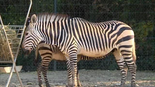 Découverte : le zoo de Montpellier