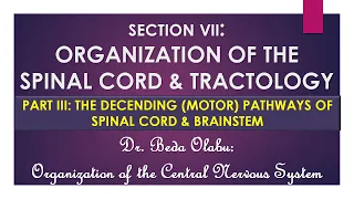 THE DESCENDING (MOTOR) PATHWAYS OF THE SPINAL CORD & BRAINSTEM