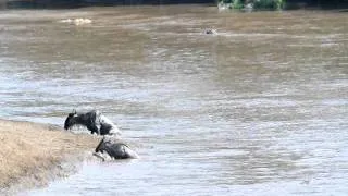 Crocodile Taking Down Wildebeests