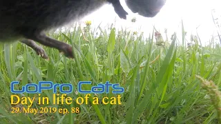 Cat with GoPro catching a rat and eats it  *graphic content*