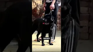 Rocky #dog #labrador #shorts #trending #india #love #labradorlove #lab #sidhumoosewala #beauty