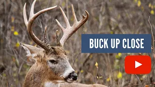 Whitetail Deer Buck Up Close