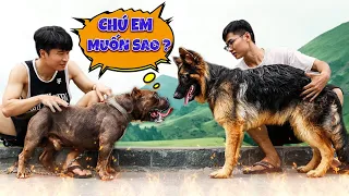 Quang BM | Huấn Luyện Chó Becgie 🐶 | Teach Dog