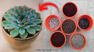 Best Homemade Succulent Soil Mix Recipe (IN HINDI) How To Make Cactus And Succulent Potting Mix Easy