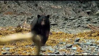 Melissa Bachman Shoots Charging Bear