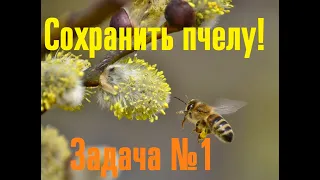 Весна -  сохранить пчелу  задача №1