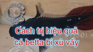 Cách trị hiệu quả bệnh xù vảy ở cá Betta