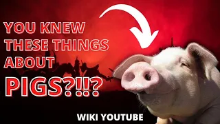 Interesting facts about pigs you won't believe!