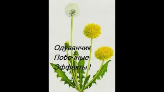 Одуванчик - побочные эффекты #фитотерапия #травник #одуванчик #самолечение