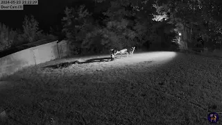 3 Deer and a Racoon walk into my Yard...