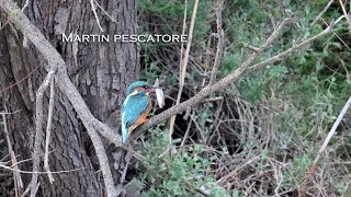 Martin pescatore con preda  - Canon R6 + Canon RF 800mm f11 IS STM