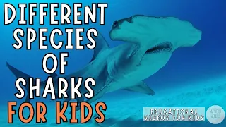 Different Species of Sharks For Kids | Educational Videos For Kids