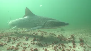Deep Connection - An introduction to Namibia's sharks