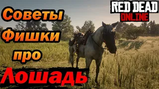 Все что нужно знать о лошади в Red Dead Online