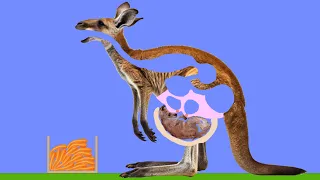 【Algodoo】Kangaroo parenting.　カンガルーの子育て