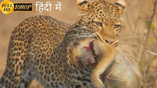 A Leopard Queen Legacy | animal planet full episode in hindi | Documentary hindi
