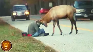 15 Tiere, die etwas taten, was jedermanns Herz zum Schmelzen brachte