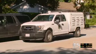 Authorities Patrol Palo Alto Neighborhood After Mountain Lion Spotted With Cub In Tree