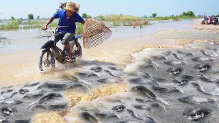 Best 5 Videos Catching & Catfish on The Road Flooded - Amazing Fishing a lot Fish Swimming on Road