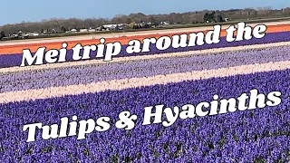 The Hyacinths and Tulips field