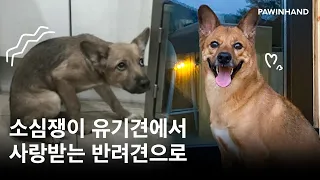 내가 겁쟁이 강아지를 입양한 이유ㅣ유기동물 입양ㅣ포인핸드 유기견 입양ㅣ유기견 입양 후 변화ㅣ유기견 입양 후기