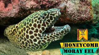 Honeycomb Moray Eel - Learn Interesting Facts About the Honeycomb Moray Eel