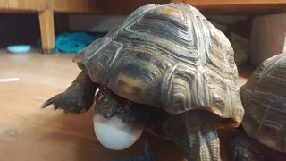 My Tortoise Lays an Egg!