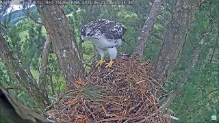 Angel the Leucistic Red Tailed Hawk 21.06.2023 08:37